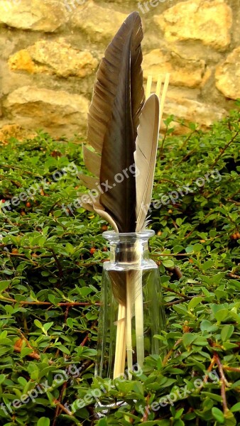 Feather Bird Feathers Vase Decoration Free Photos