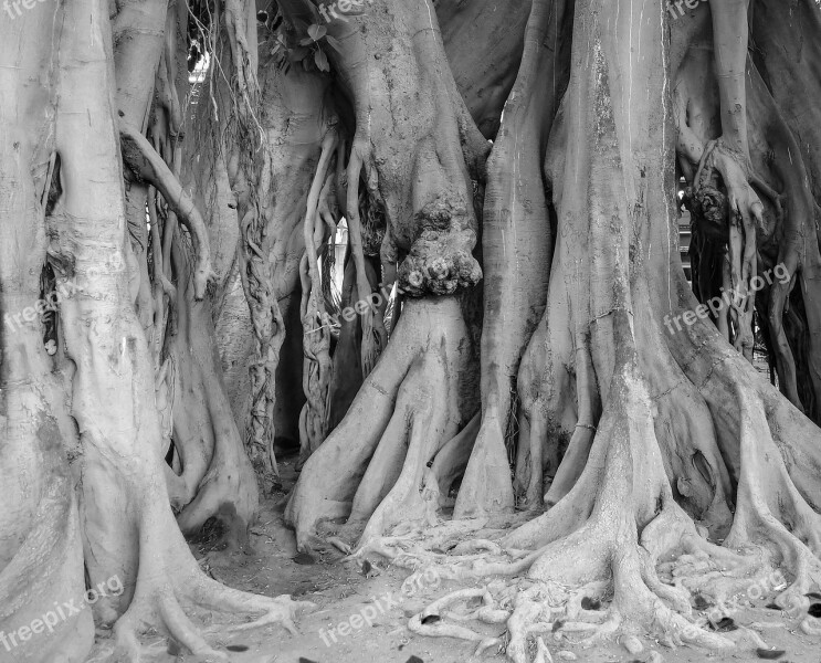 Tree Roots Ficus Garden Park