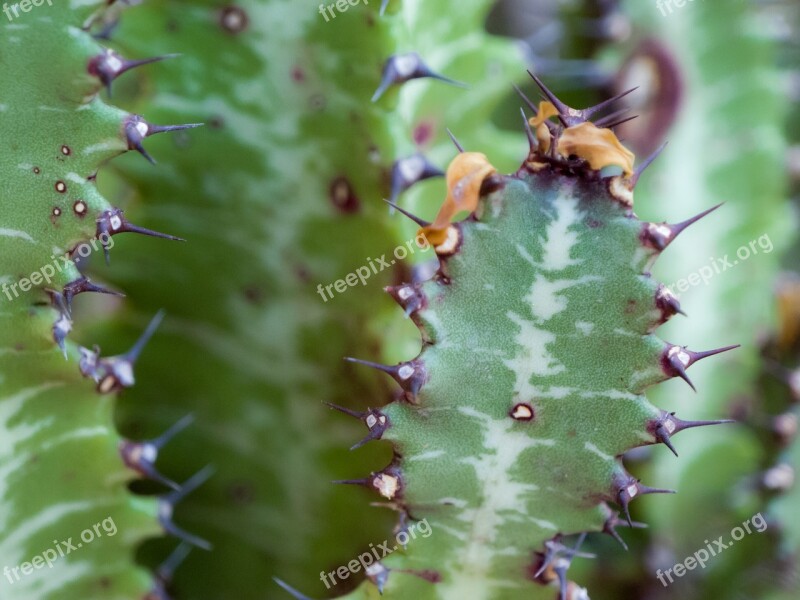 Cactus Plant Green Skewers Thorns