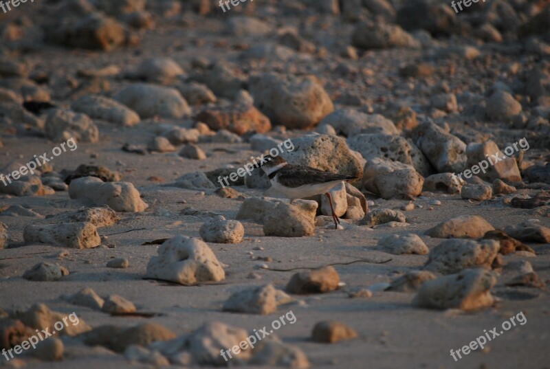 Shorebird Sandpiper Beach Outdoors Nature