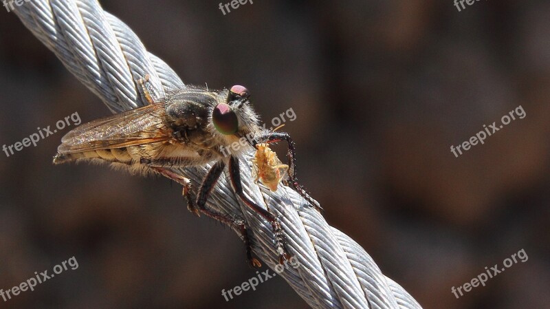 Fly Insect Macro Wing Louse