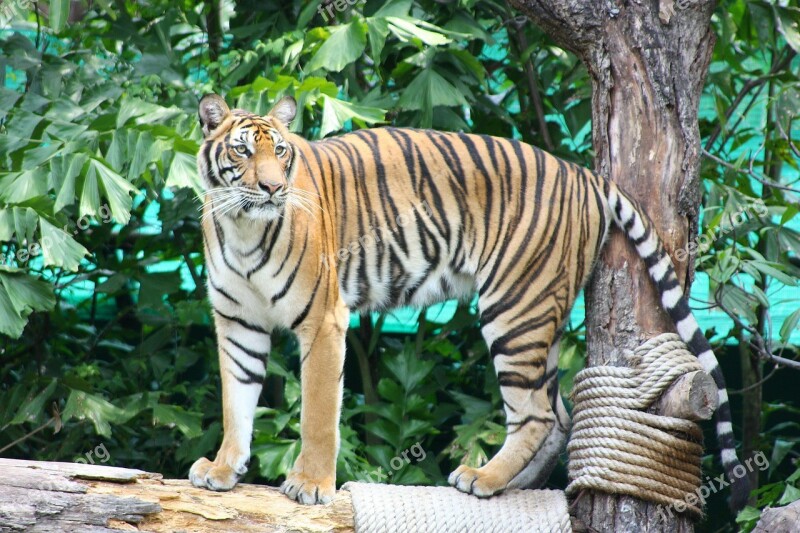 Tiger The Prisoner Nature Zoo Stripe