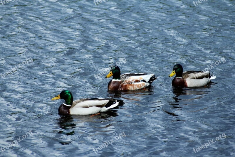 Ducks Bird Water Bird Animal Water