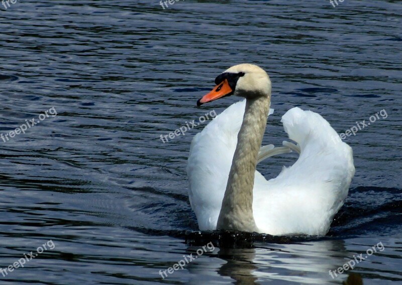 Swan Water Bird Lake Water Bird