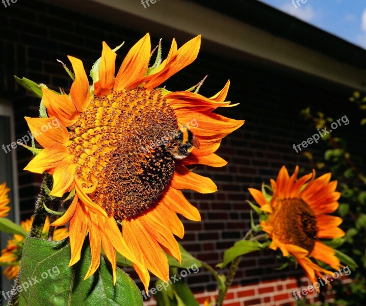 Sunflower Blossom Bloom Summer Colorful