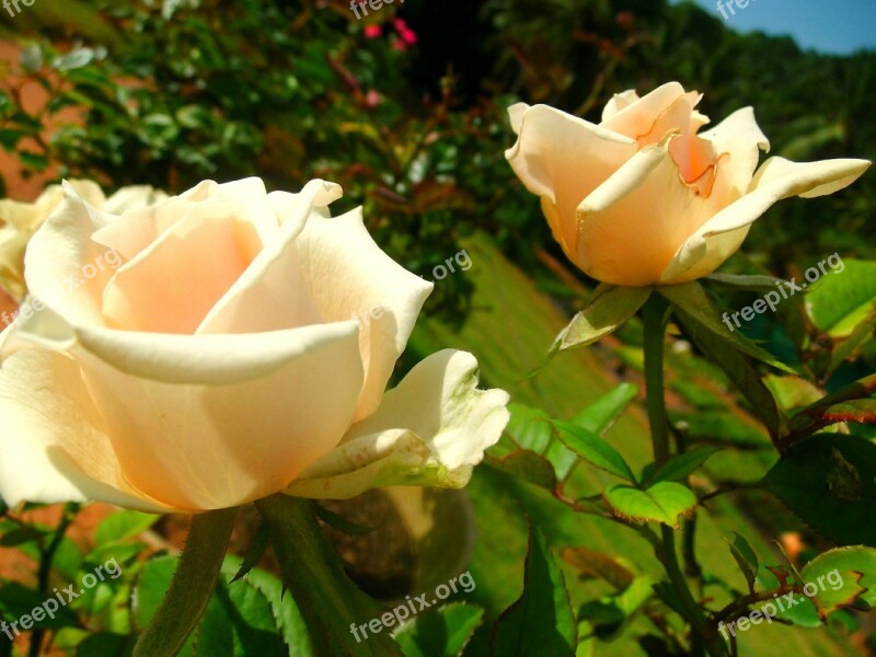 White Rose Flower Beauty Beautiful