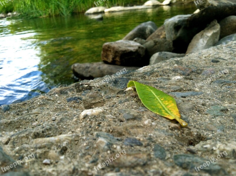 Leaf Water Rock Green Abstract