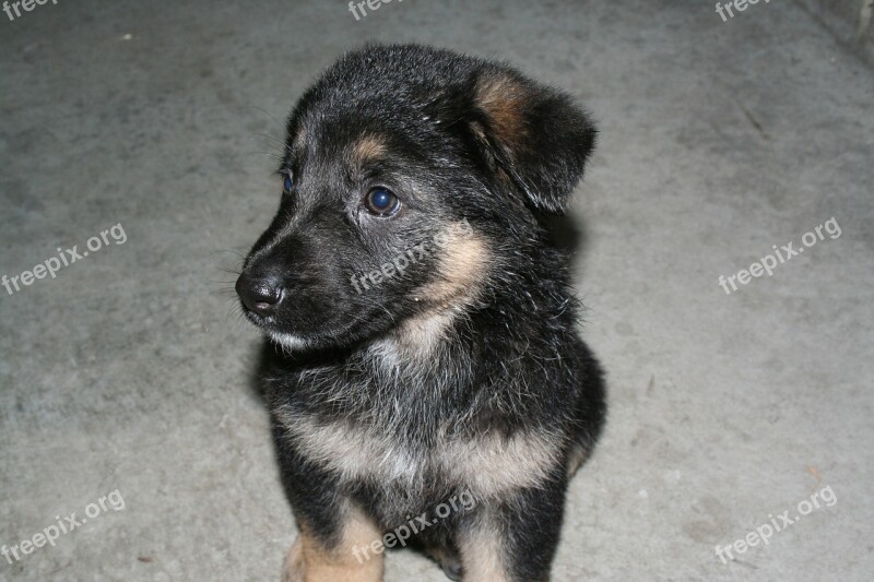 Puppy Dog German Shepard Pet Cute