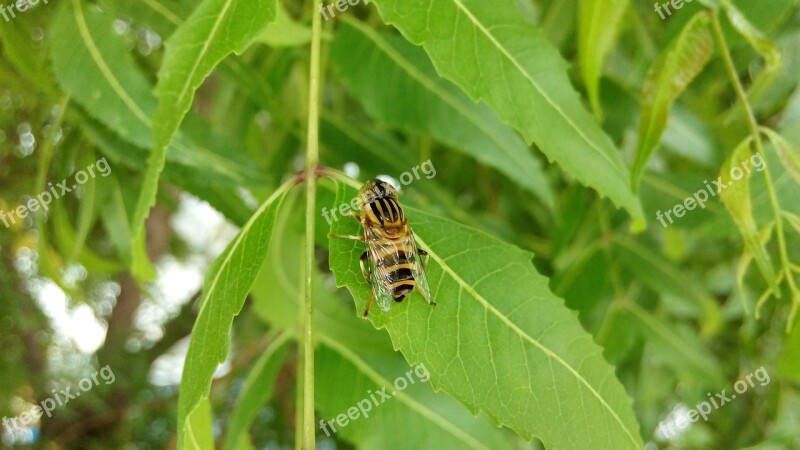 Bee Insect Nature Animals Fly