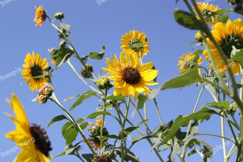 Sunflower Plant Nature Flower Summer