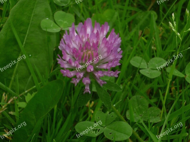 Clover Plant Meadow Flower Nature