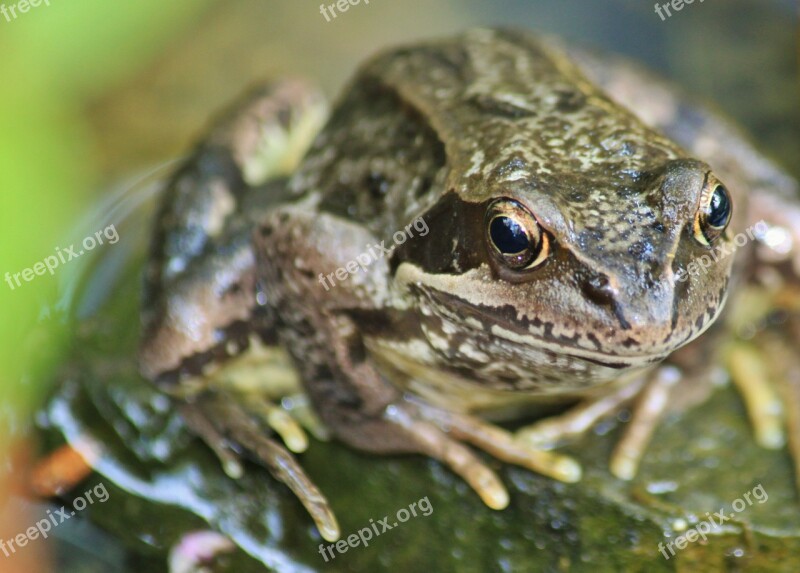 Frog Amphibian Animal Frog Pond Creature