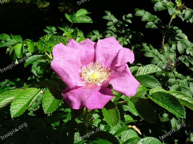 Apple Rose Flower Rose Blossom Bloom