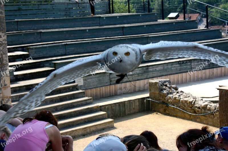 Owl Snowy Owl Owl Flight White Owl Flying