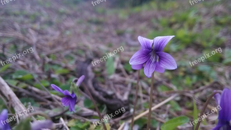 Little Flower Wild Flowers Plant Flower Free Photos