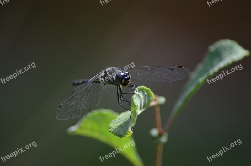 Dragonfly Insect Flight Insect Close Up Free Photos