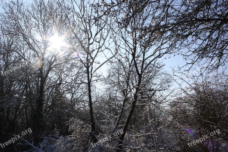 Trees Snow Winter Cold Frost