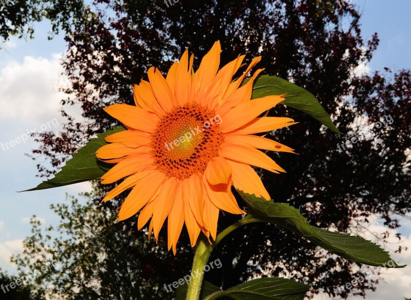 Sunflower Blossom Bloom Summer Colorful