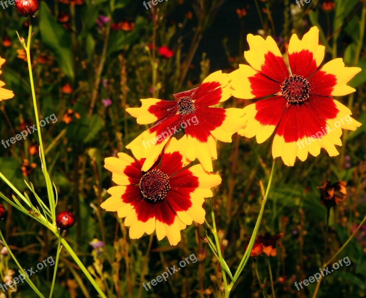 Flower Flowers Yellow Red Close Up Wild Flower