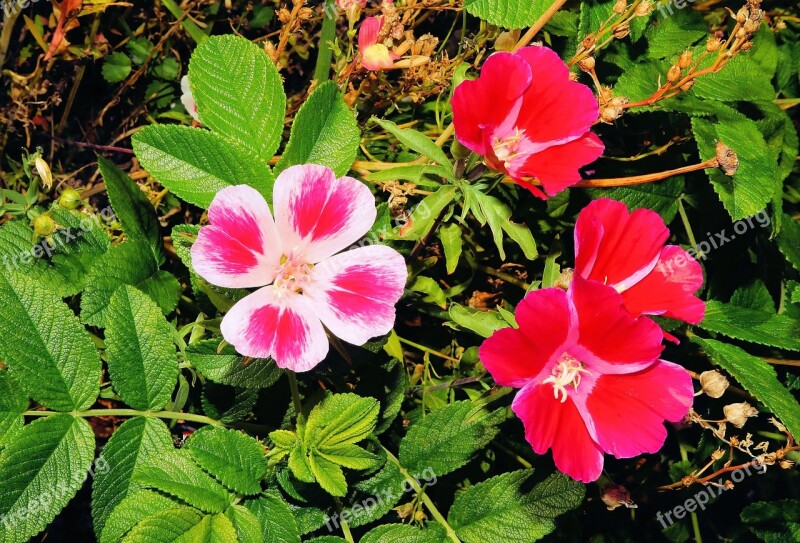 Flowers Wild Roses In The Free Fragrant Beauty