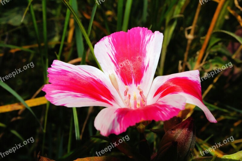 Flower Blossom Bloom White-red Close Up