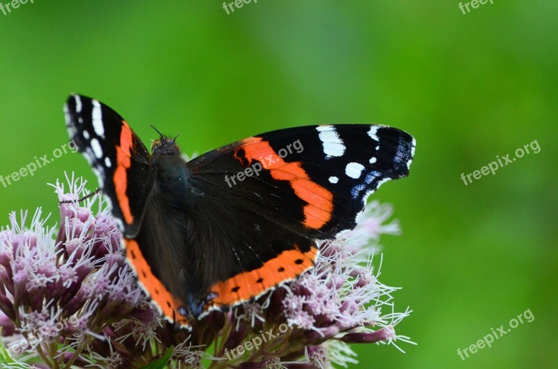 Butterfly Insect Collect Nectar Free Photos