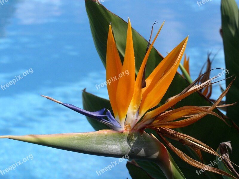 Caudata Strelitzia Bird Of Paradise Flower Blossom Bloom