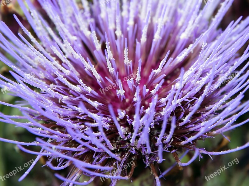 Blossom Bloom Avocado Purple Plant