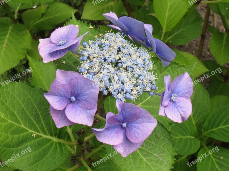 Hydrangea Flower Blue Garden Plant Flowers