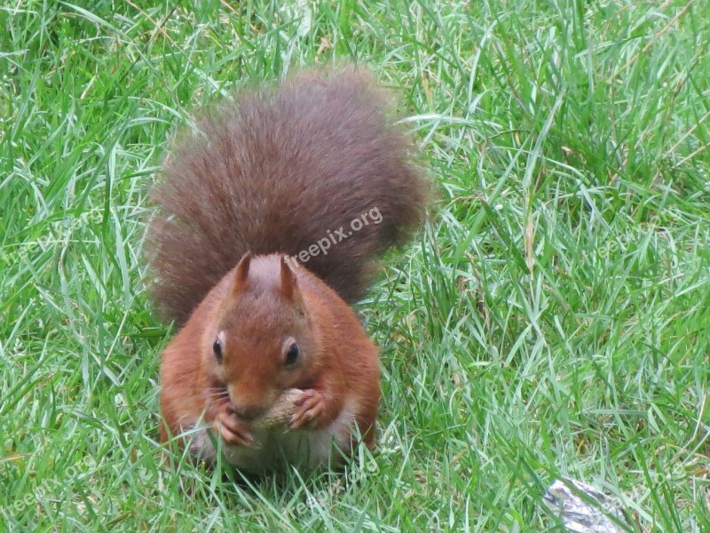 Squirrel Beast Forest Green Nature