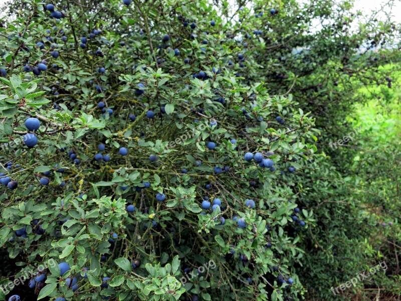 Schlehe Berry Fruits Bush Nature