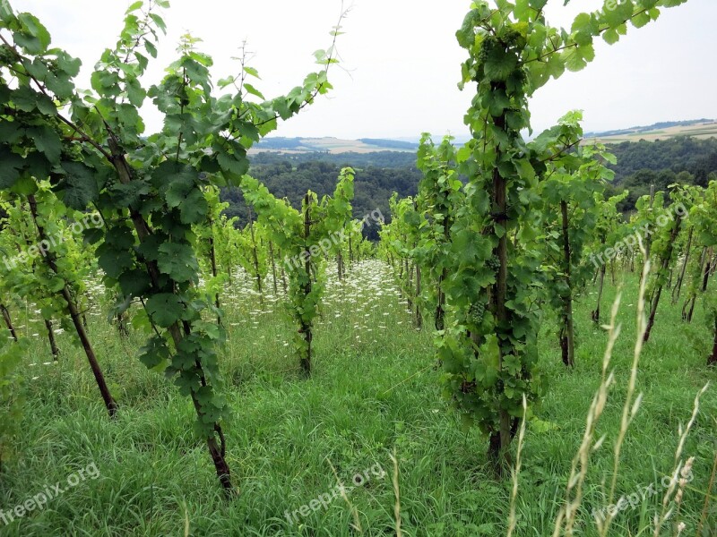 Vineyards Green Wine Winegrowing Vine