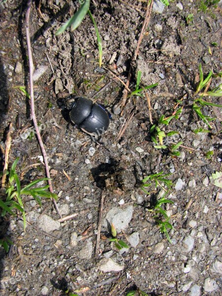 Dung Beetle Insect Nature Ground Free Photos