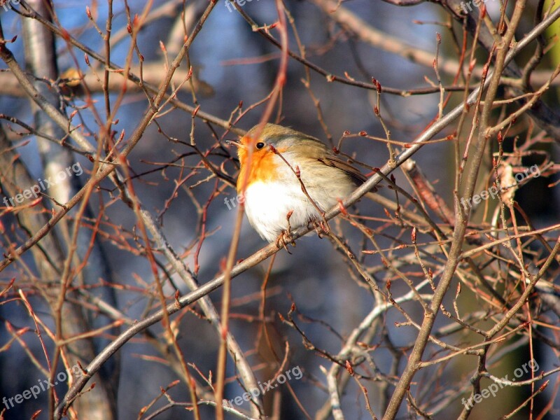 Robin Bird Bush Nature Animal World