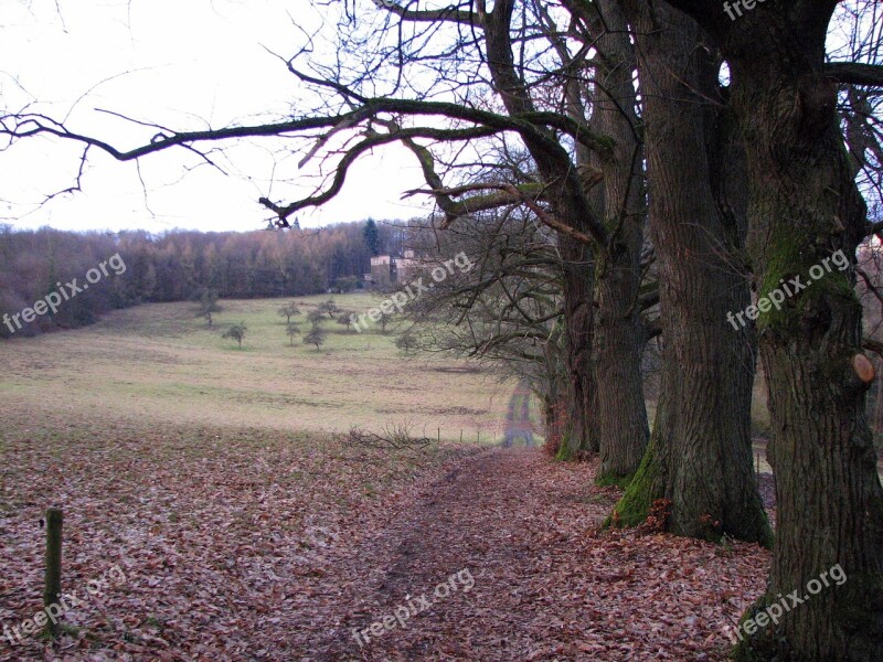 Avenue Autumn Trees Free Photos