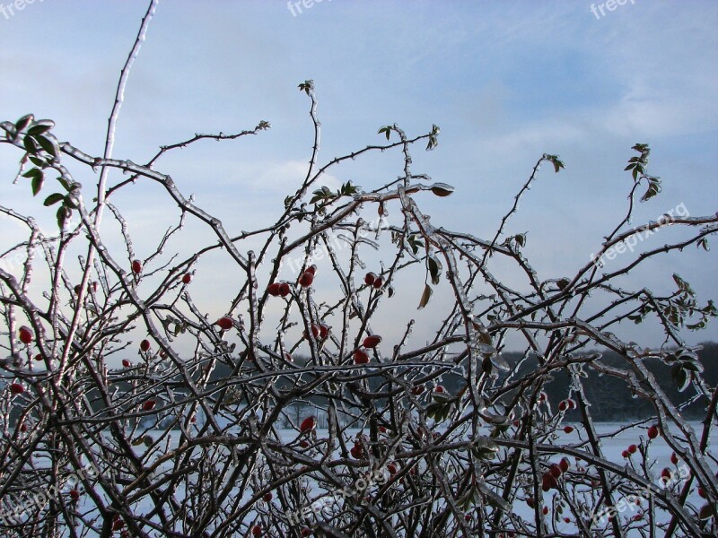 Hedge Rose Hip Ice Winter Frozen