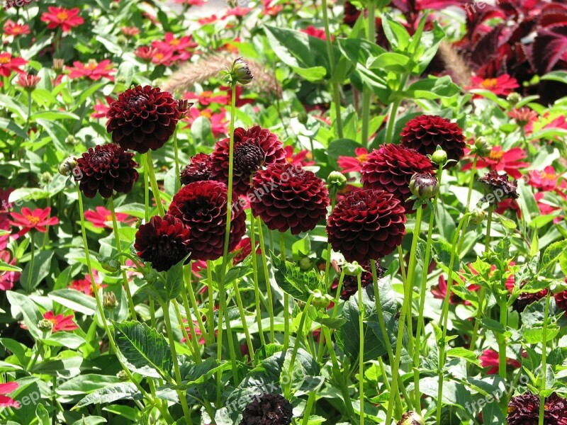 Dahlias Flowers Red Blossom Bloom