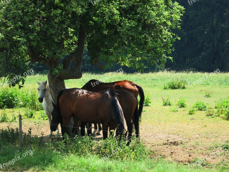 Horses Fields Summer Free Photos