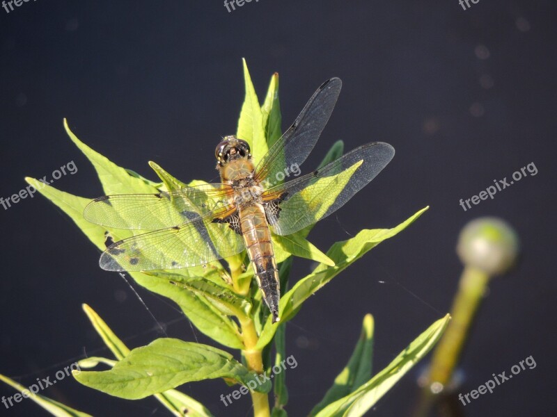 Dragonfly Macro Insect Nature Green