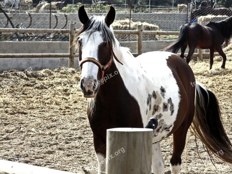 Horse Animal Four Legged Free Photos