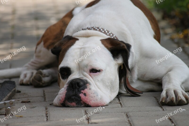 Chill Out Dog Boxer Relax Lazy