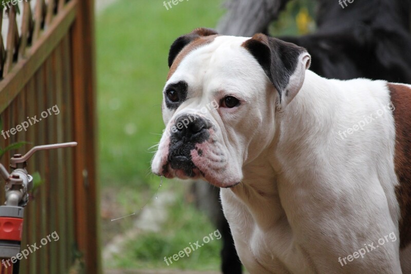 Dog Boxer Relax Lazy Rest