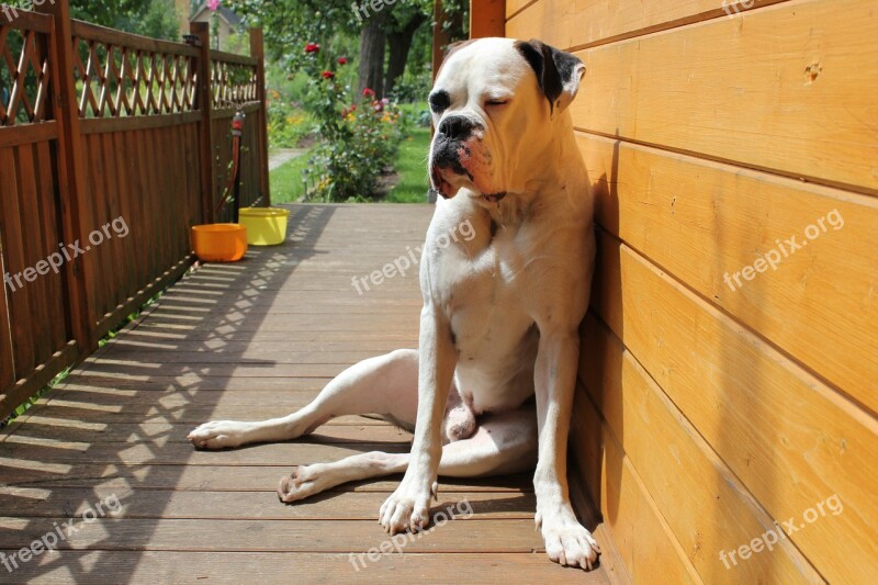 Chill Out Dog Boxer Relax Lazy