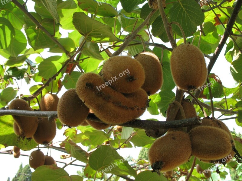 Kiwi Fruits Nature Green Agriculture