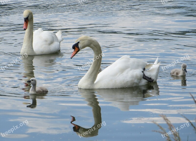 Swans Birds Waterfowl Sublime Beautiful