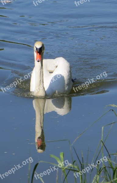 Swan Birds Waterfowl Sublime Beautiful