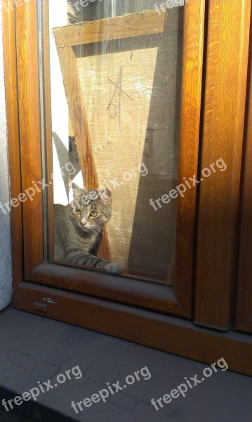 Cat Curiosity Animal Window Freedom