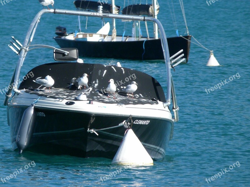 Boat Birds Seagulls Rest White