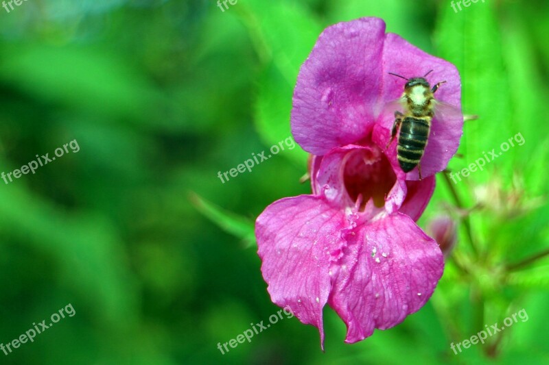 Balsam Himalayan Balsam Impatiens Glandulifera Indian Springkraut Red