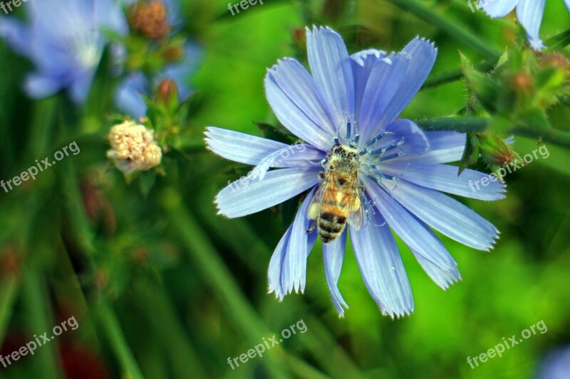 Common Chicory Ordinary Chicory Cichorium Intybus Chicory Flower